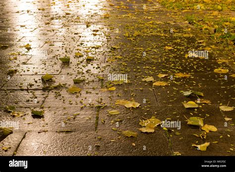 wet tiled park ground at autumn night. background Stock Photo - Alamy