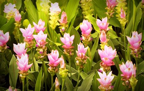 Pink Ginger Flowers in Bloom · Free Stock Photo