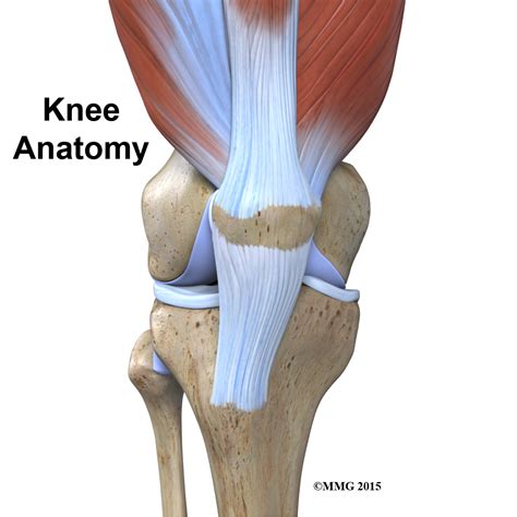 Download Body Anatomy Knee Area Images