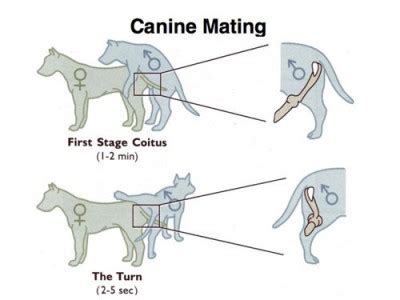 Dog Pregnancy Stages