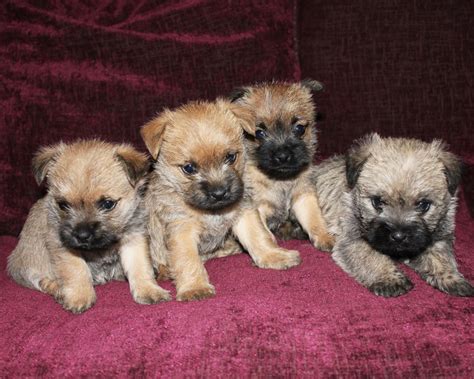 4 Adorable Pedigree Cairn Terrier Puppies | Sittingbourne, Kent ...