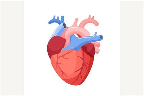 Anatomical Heart Isolated. | Anatomical heart, Heart anatomy, Human vector