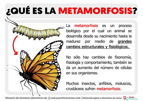 ¿Qué es la Metamorfosis?