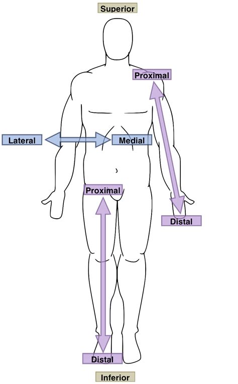 Regional Anatomy/Lesson 3 - Wikiversity