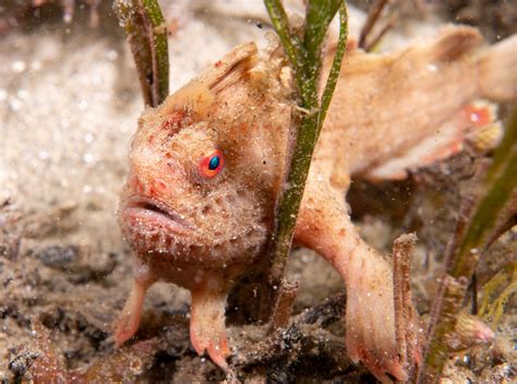 Needle in a very large haystack: Searching for the critically-endangered Red Handfish - Reef ...