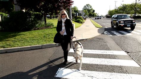 Dogs are ‘Guiding Eyes’ to visually impaired - TODAY.com