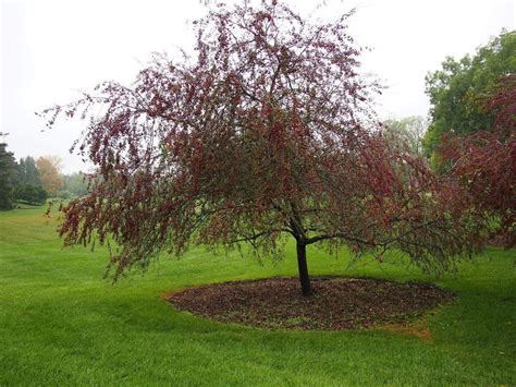 What Is A Prairifire Tree: How To Grow Prairifire Crabapples In The Garden