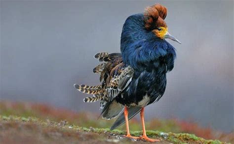 Male ruff birds cross-dress to steal females, and it's all in their genes