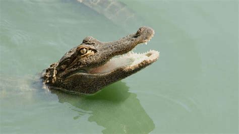 How to Escape a Gator | The Weather Channel