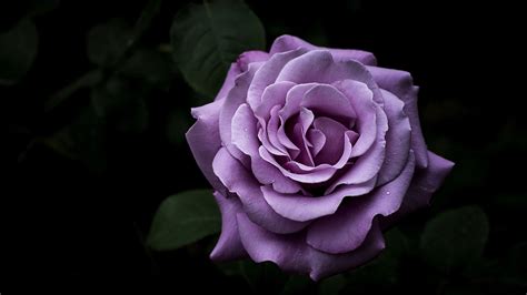 Purple Roses Wallpaper Desktop Background