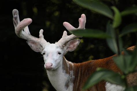 Piebald Deer Photograph by Robert Elfstrom - Fine Art America