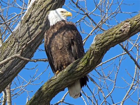 Bald Eagles at Le Claire, Iowa – Birds of Prey – 1/28/2012 | Bald eagle ...