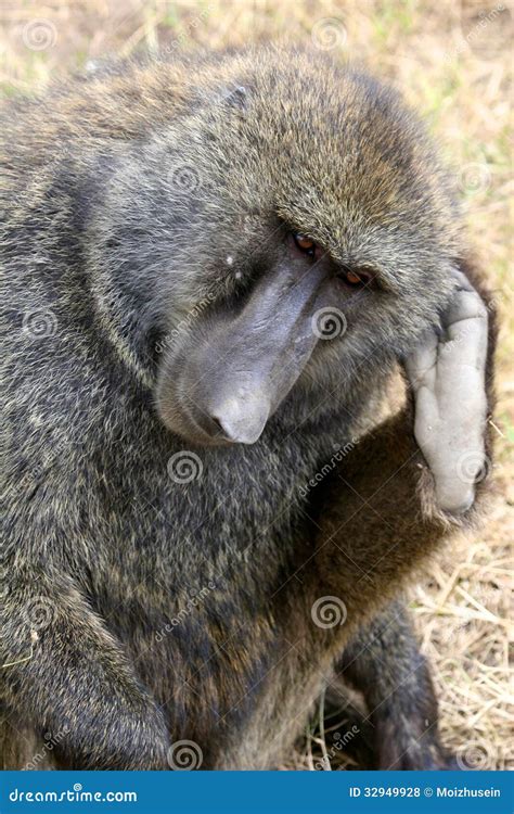 Baboon stock photo. Image of conservation, herbivorous - 32949928