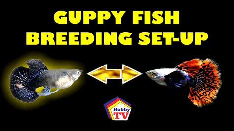 Guppy Fish Breeding Tank Setup! - YouTube