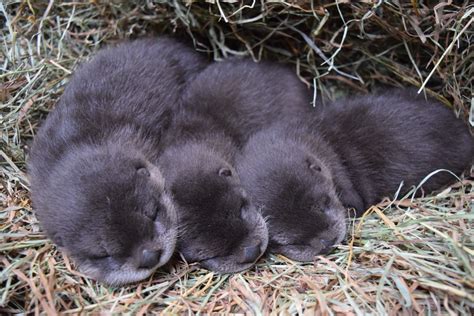 Otter-ly adorable! Buttonwood Park Zoo welcomes river otter pups | The ...