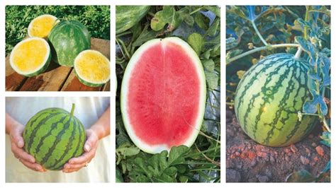 18 Watermelon Varieties Perfect for 2020 - Growing Produce