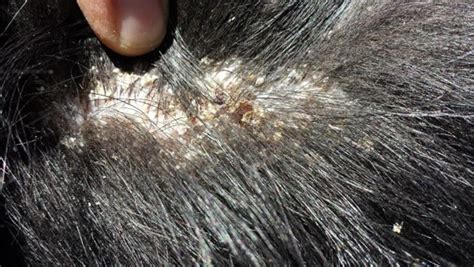 RYDER Kennel: TREATING DANDRUFF IN DOGS By Ryder Kennel