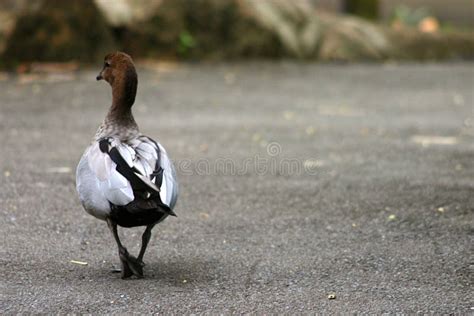 Waddling Duck Picture. Image: 94124