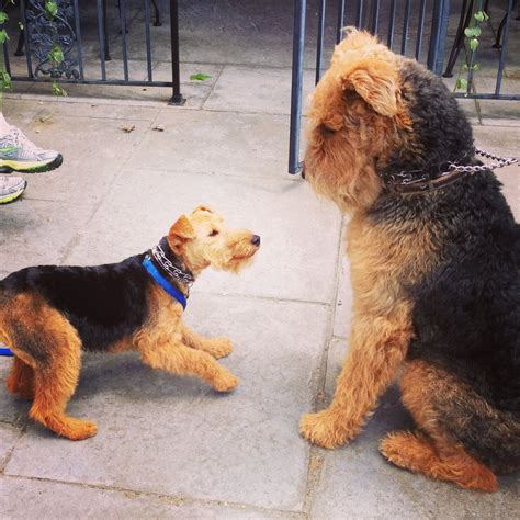 Mini me!! -Welsh terrier and Trevor the Airedale | Airedale terrier puppies, Airedale dogs ...