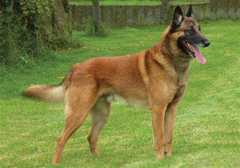 Belgian Shepherd Dog (Malinois) vs Labrador Retriever - Breed Comparison