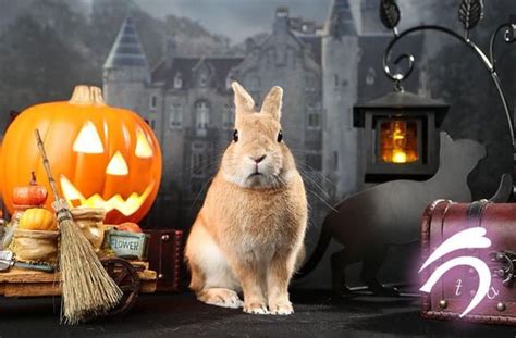 bunnies celebrate Halloween | Pumpkin carving, Bunny, Carving