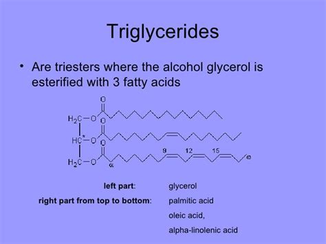 Triglycerides And Fatty Acids