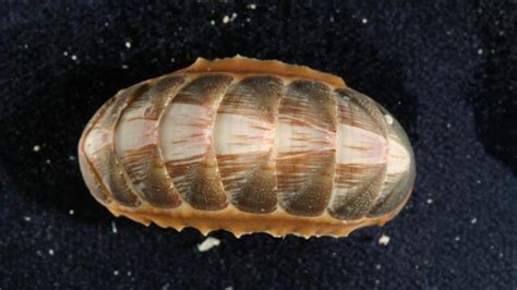 Class Polyplacophora (Chitons) | Western Australian Museum