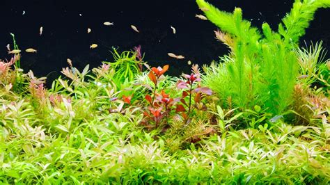 Red Aquarium Plants - Aquariffic Adventures