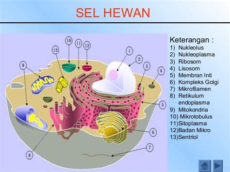 IPA-KELAS 7: 4. kurikulum 2013: organisasi kehidupan,bab 4