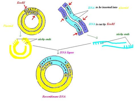 Structural Biochemistry/DNA recombinant techniques/Plasmid - Wikibooks, open books for an open world