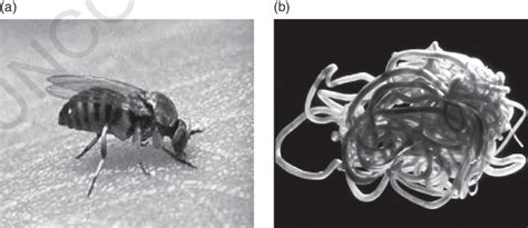 1­ (a) The blackfly vector. (b) The Onchocerca volvulus. | Download Scientific Diagram