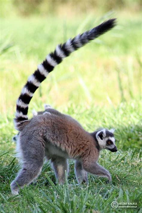 Lemur katta - Medianauka.pl