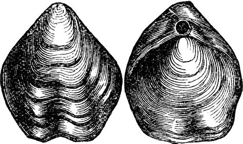 Brachiopod | ClipArt ETC