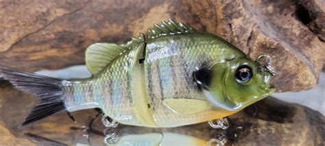 5inch Bluegill 2 Piece Swimbait - Etsy