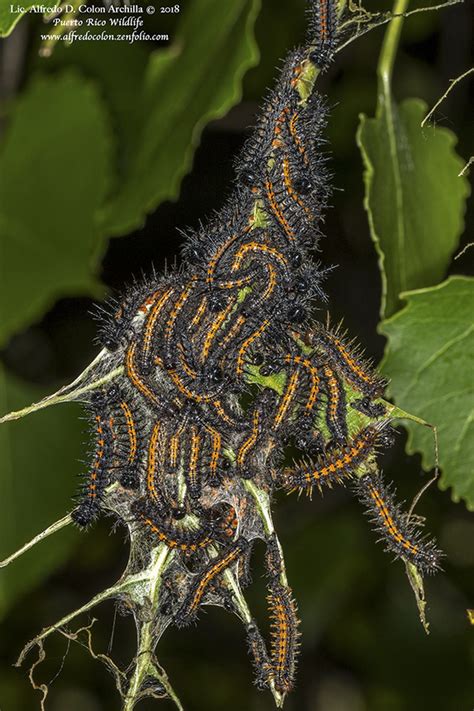 Mourning Cloak Butterfly Larvae