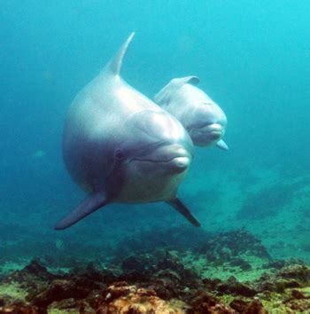 VIDEO: Amazing video of baby dolphin birth at Hawaii resort