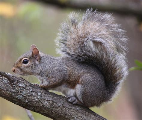 The Four Types of Squirrels in Illinois – Nature Blog Network