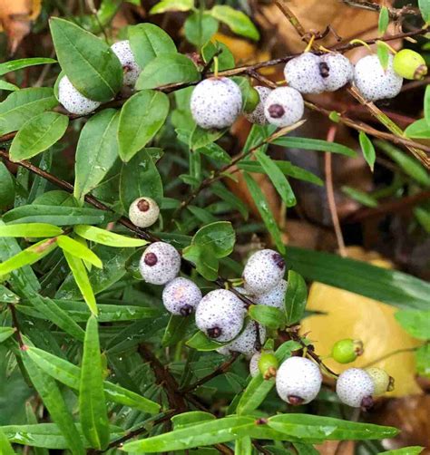 Apple berry plant (Billardiera scandens)