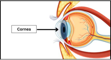 What Is Function Of Cornea In Human Eye?