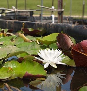 Aquatic Habitat Plants