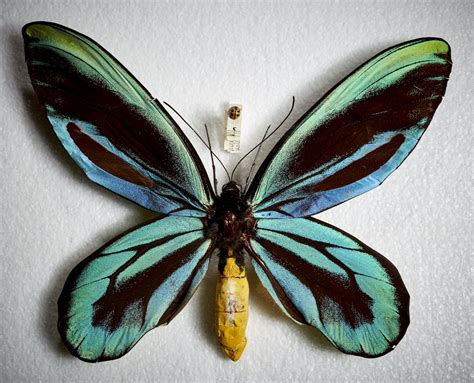 Queen Alexandra's Birdwing Butterfly : Latest News, Breaking News Headlines | Scoopnest