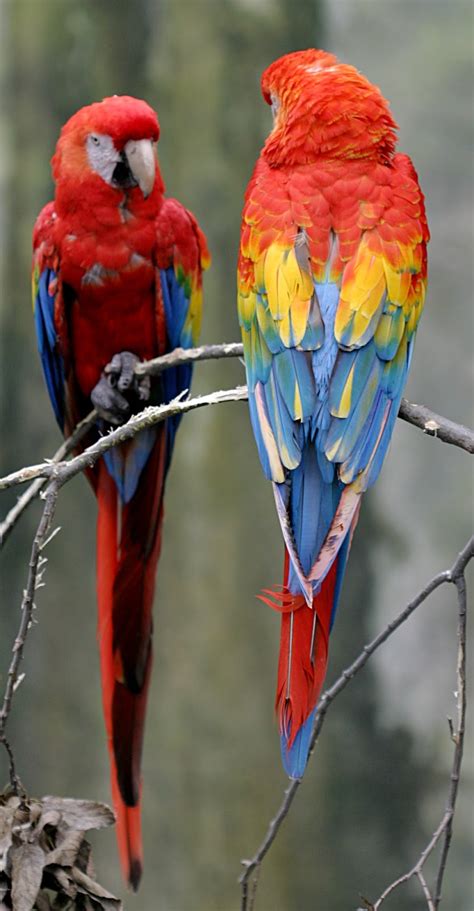 Scarlet Macaw Latest Facts | All Wildlife Photographs