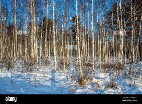 Russian winter landscape Stock Photo - Alamy