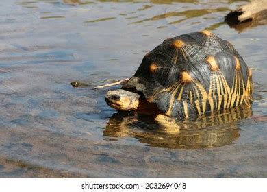 138,204 Tortoise Images, Stock Photos & Vectors | Shutterstock