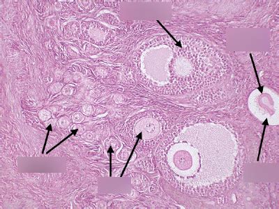 Ovary Histology Diagram