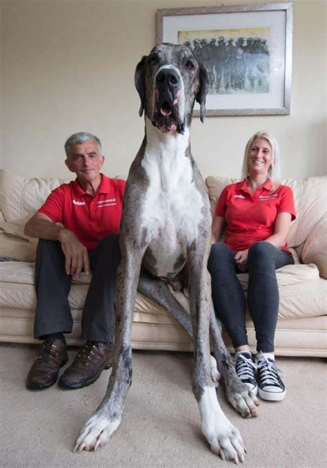 World's tallest dog - K9 Research Lab