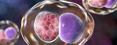 Chlamydia Bacteria Gram Stain