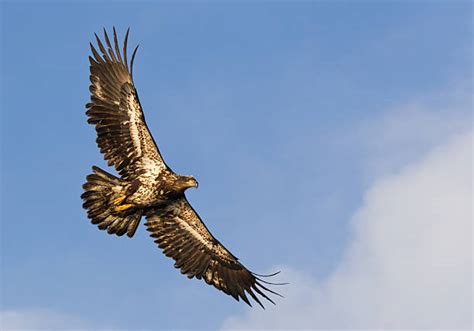 Juvenile Bald Eagle Flying Blue Sky Haliaeetus Leucocephalus Stock ...