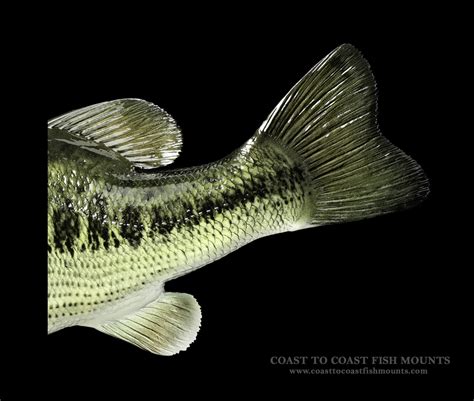 Largemouth Bass Fish Mounts & Replicas by Coast-to-Coast Fish Mounts