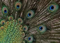 Peacock Feathers Background Free Stock Photo - Public Domain Pictures